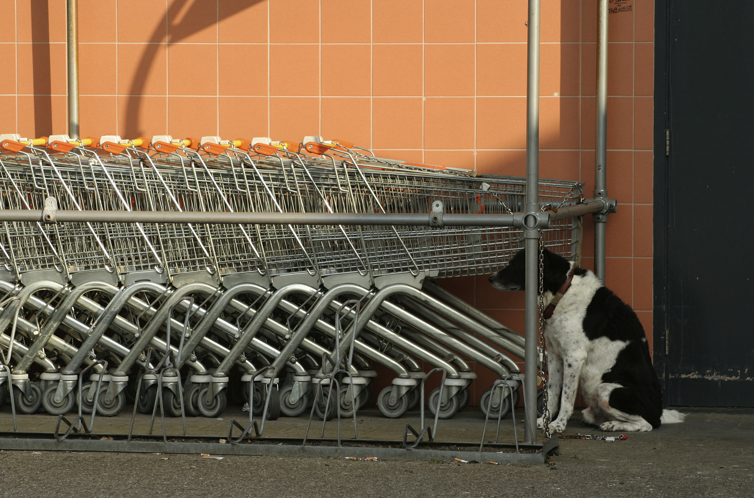 Manifesteren Netelig Oranje Hond mee naar de winkel - KynoCoach Haarlem